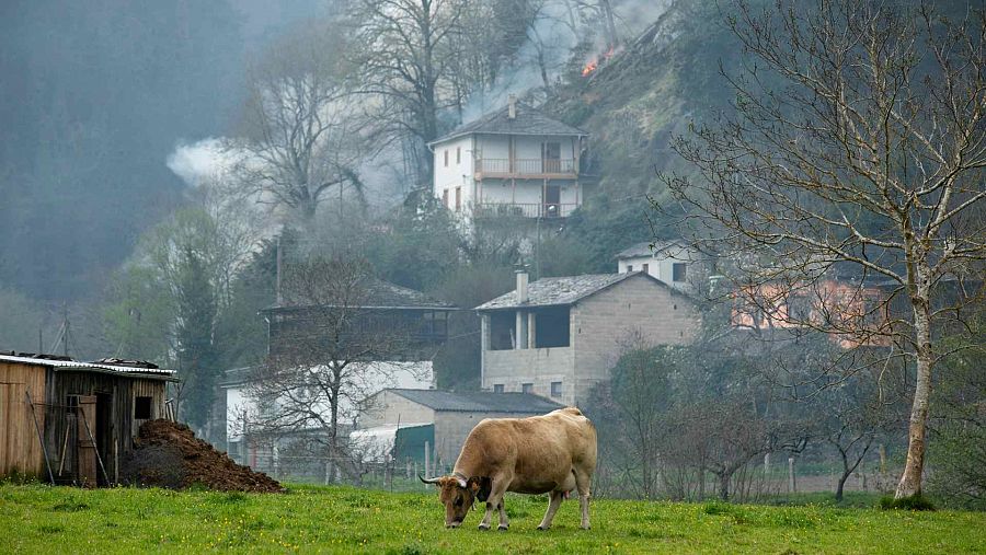 Incendio forestal en el concejo asturiano de Tineo.