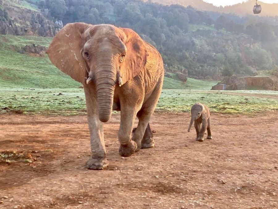 La elefante Hilda, también nacida en Cabárceno en 2001, ahora con su quinta cría