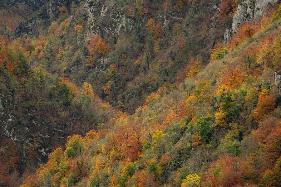 El otoño multicolor en el Parque natural de Redes