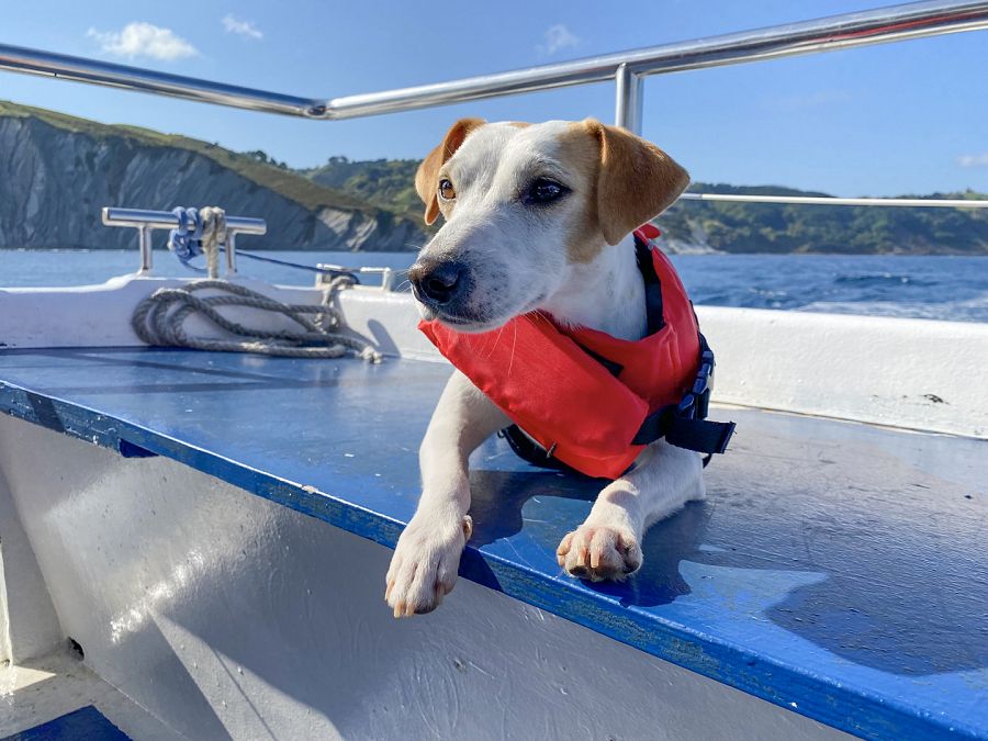 Pipper en el barco del Geoparque de la Costa Vasca que parte de Zumaia