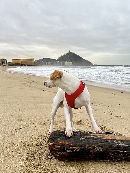 Pipper playa La Zurriola de Donosti