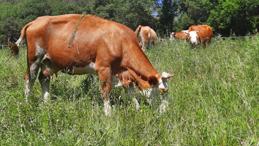 La producció de llet ocupa el següent lloc al rànquing de producció ecològica