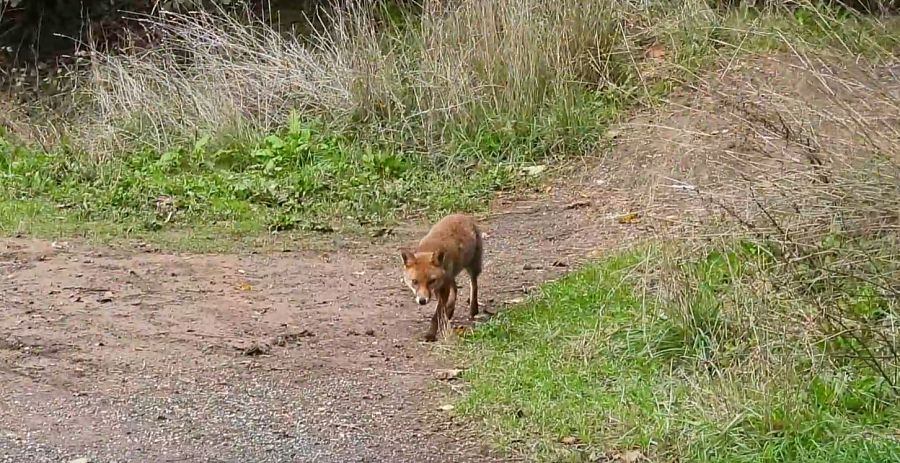 El lobo está de vuelta en Roma