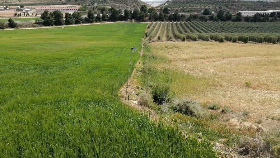 A la izquierda un campo de cereal regado por aspersión, a la derecha un terreno sin regar.
