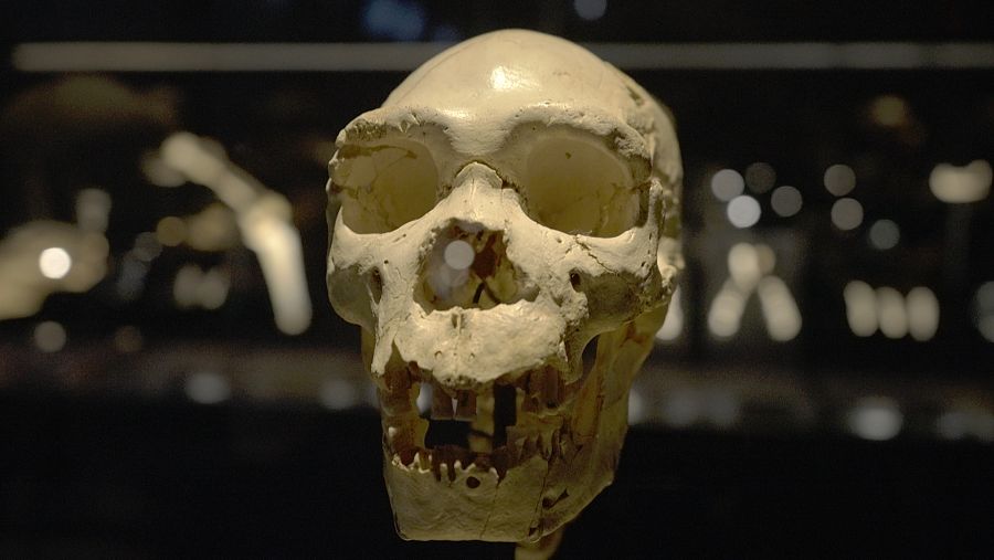 Cráneo nº 5, Miguelón, en el Museo de la Evolución Humana, en Burgos