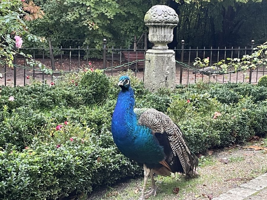 En un relajante paseo por el jardín de Campo Grande nos cruzaremos con muchos pavos reales, aves magníficas originarias de la India