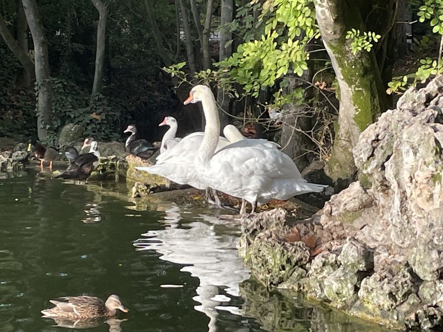Los cisnes mudos o los patos son algunas de las aves más fáciles de ver en Campo Grande, sobre todo si te acercas al lago artificial