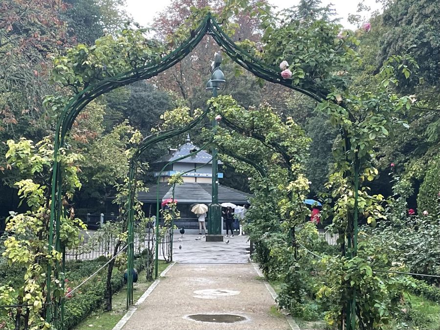 Una rosaleda emparrada, en Campo Grande, en pleno centro de Valladolid, un día de lluvia