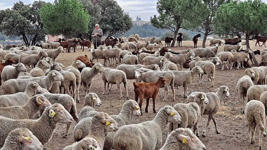 Rebaño trashumante en Casa de Campo, Madrid
