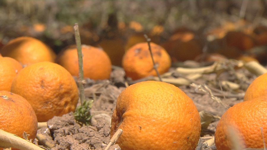 Naranjas en el suelo de un campo