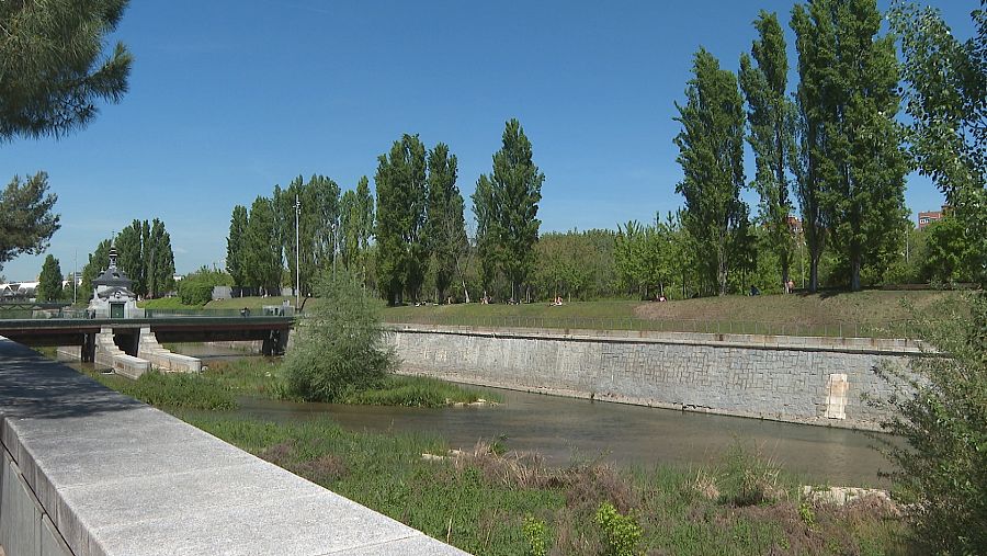 Bosque de ribera en el renaturalizado río Manzanares