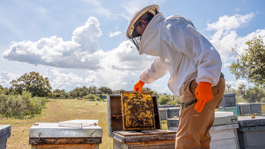 España es el principal productor de miel de la Unión Europea.