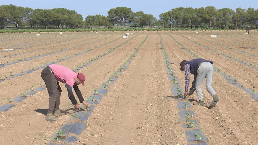 Plantación de melón en Tomelloso