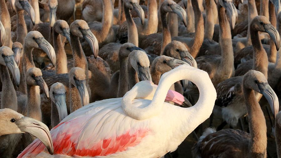 La colònia del Delta de l'Ebre és l'única cria de flamencs de Catalunya