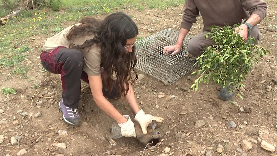 Suelta de conejos en la Albera