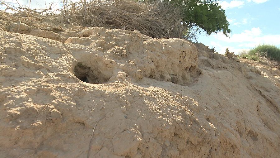 Madriguera de conejos