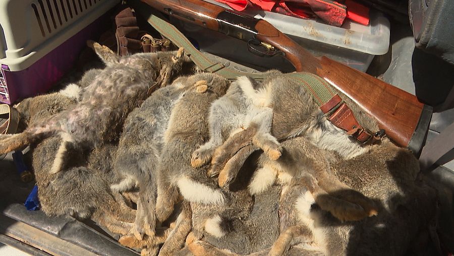 Los cazadores calculan que por cada conejo cazado se gastan unos 80 euros