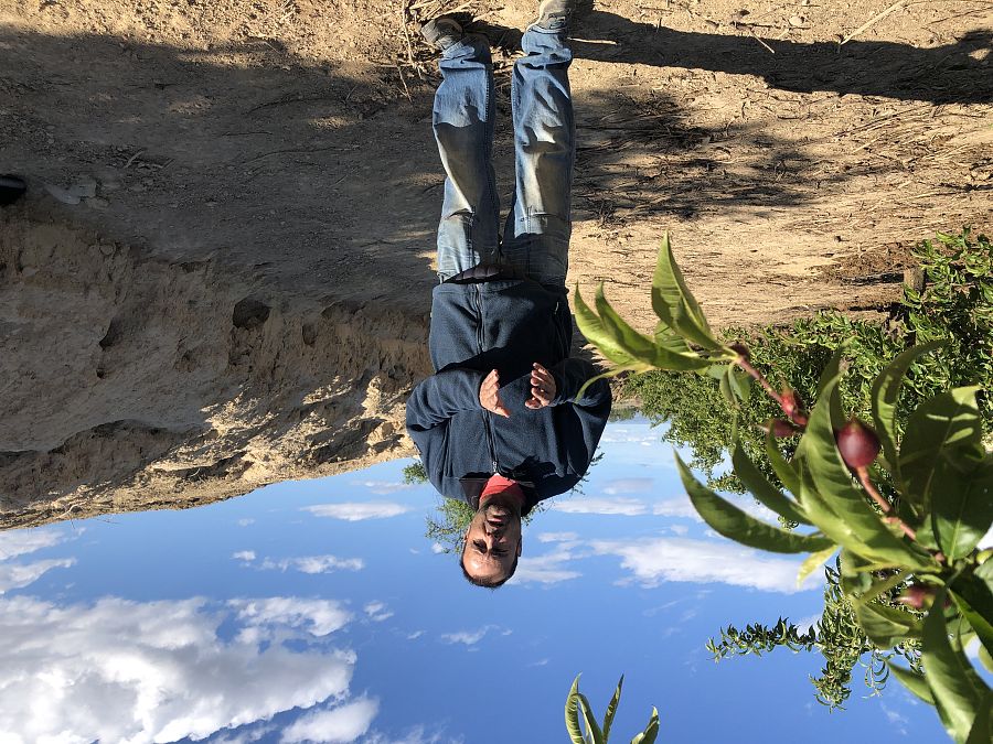 Josep Cabré ha visto como los conejos silvestres se comían sus árboles frutales