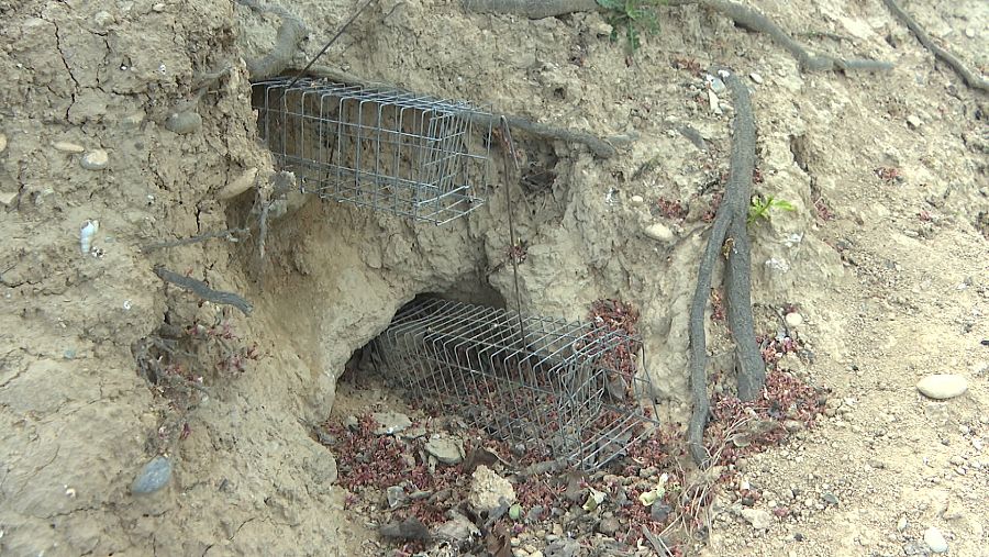 Jaulas trampa para cazar conejos