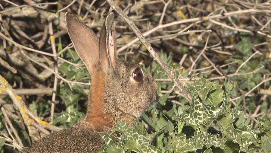 Los conejos de monte son los que arrasan cultivos en gran parte de la península