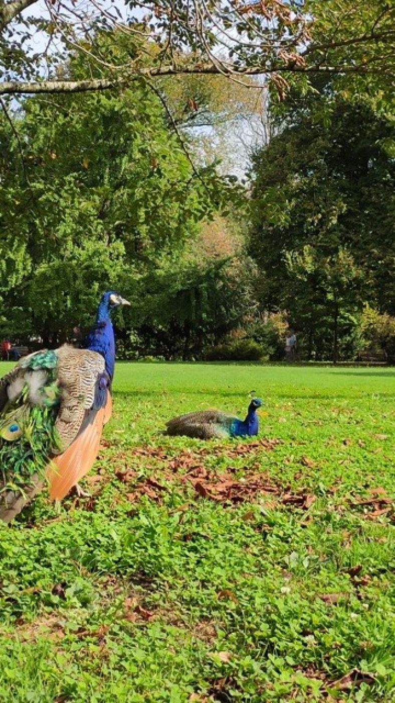 En los jardines municipales de San Sebastián podemos admirar a los exóticos pavos reales, como en esta imagen de dos machos tomada en la ciudad