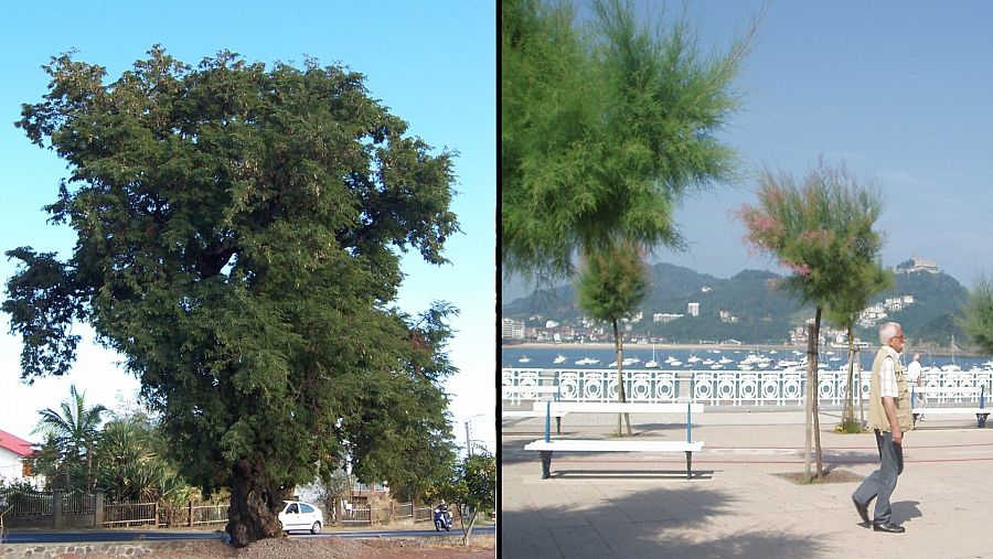 A la izquierda el árbol tropical llamado tamarindo, alto y de fruto comestible. A la derecha, los tamarices de la capital guipuzcoana