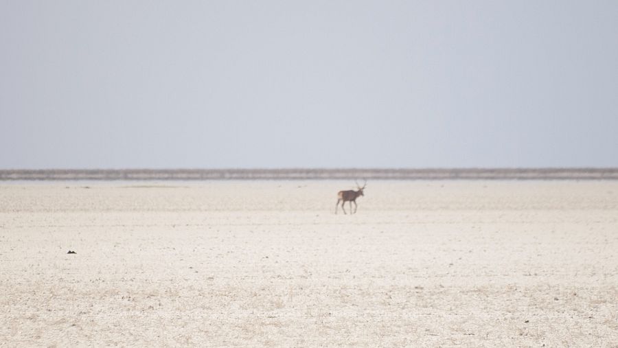 Un ciervo solitario camina por el humedal seco del Parque Nacional de Doñana.
