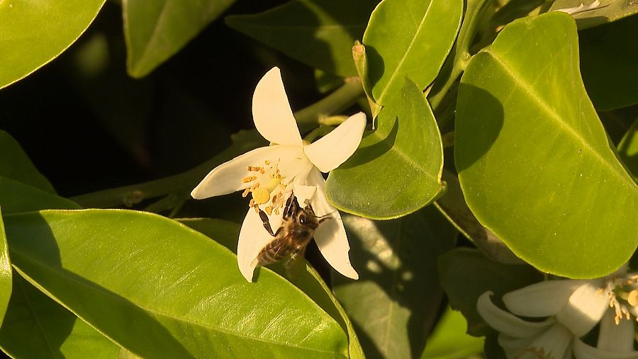 Abeja en la flor de azahar de un naranjo