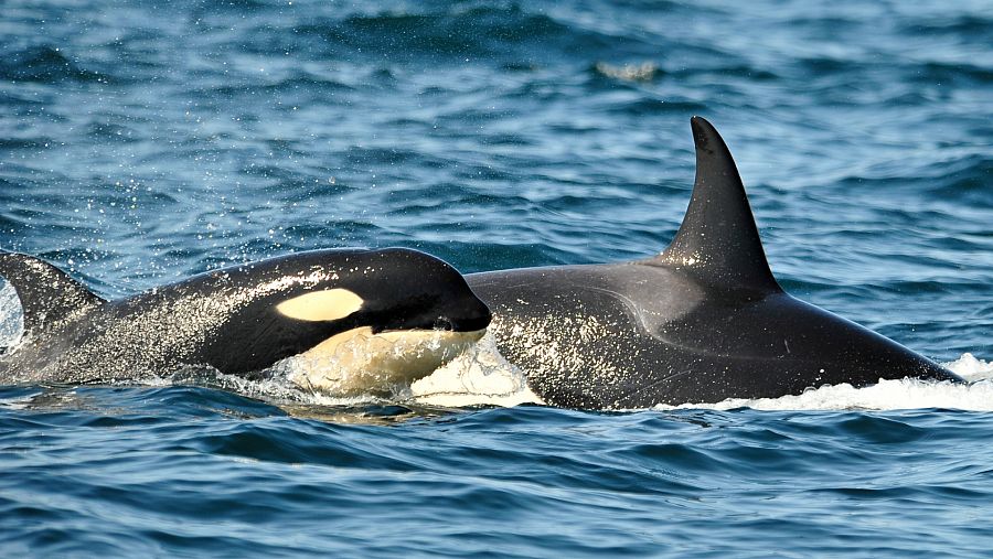 La subpoblación de orcas ibéricas está calificadas como En Peligro Crítico por la Lista Roja de la UICN.
