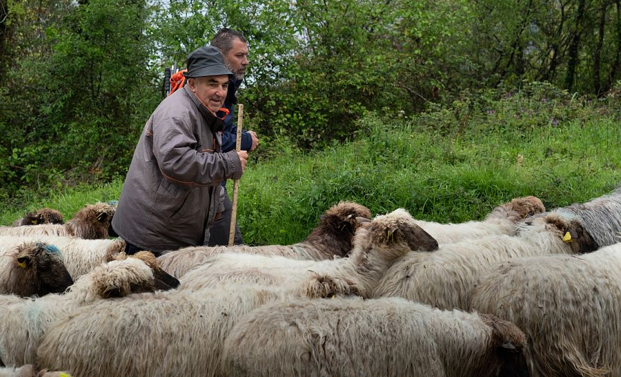 Enrique Etxebarria  el último pastor trashumante del monte vasco de Gorbeia con sos ovejas lachas y Juanjo Pardo