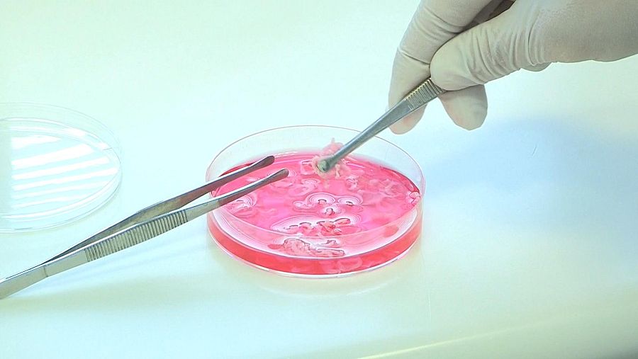 Carne de laboratorio