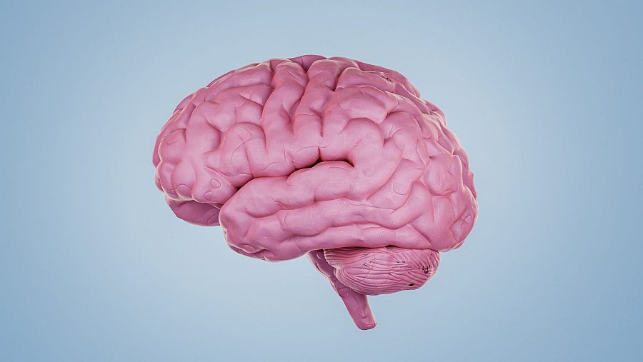 Imagen virtual de un cerebro humano