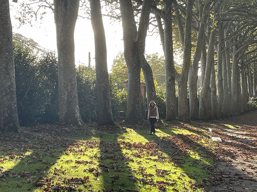 Los plátanos son una de las muchas variades de árboles que dan sombra durante el paseo por La Islaa del Botánico de Gijón