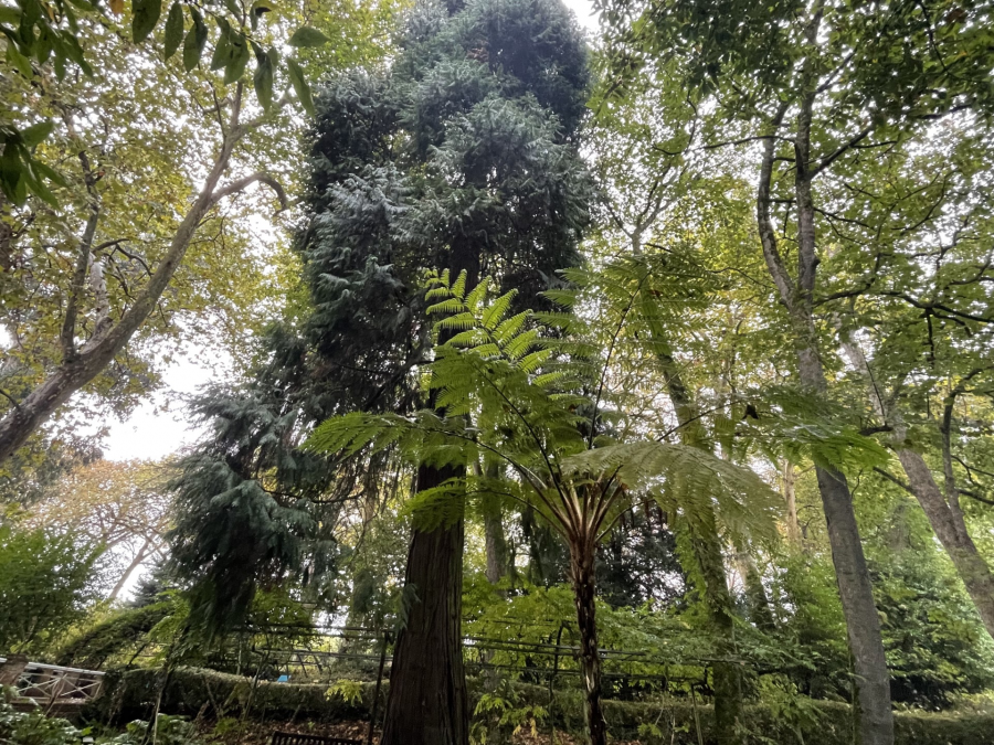 En un rincón del jardín, un helecho arbóreo, Cyathea medullaris, en primer plano, y detrás, un ciprés de Lawson