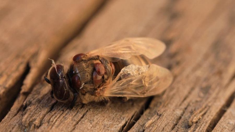 Abeja muriendo por el parasito varroa