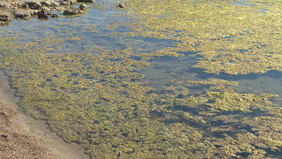 Algas que crecen sin control en el Mar Menor, conocidas como