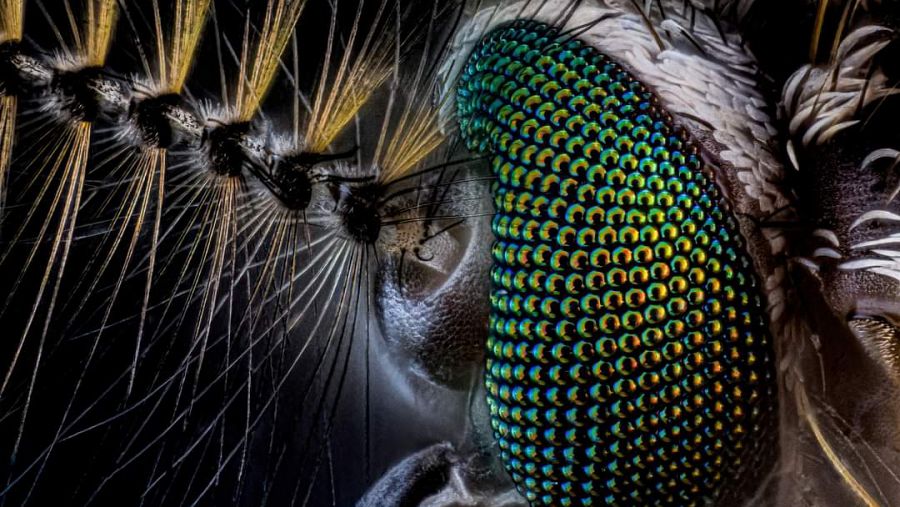 Imagen de una cabeza y ojos de mosquito, ganadora del primer premio de Naturaleza y Macro en los premios IPA 2020.