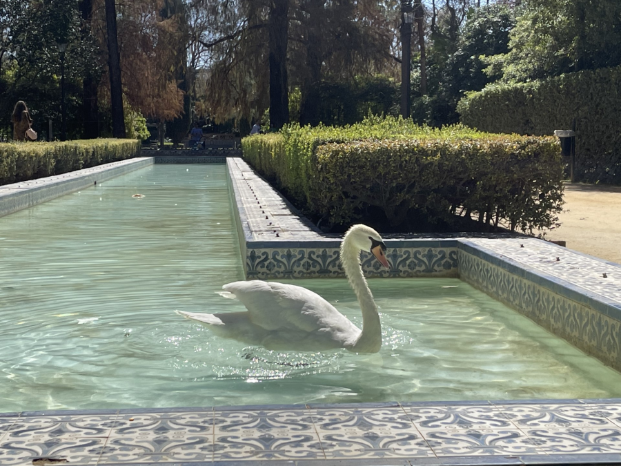 Los cisnes son unas de las aves que más gustan a los visitantes del parque, sobre todo a los niños