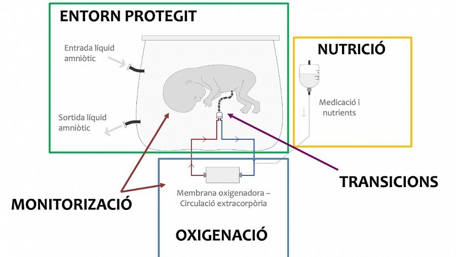 Esquema del funcionament de la placenta artificial