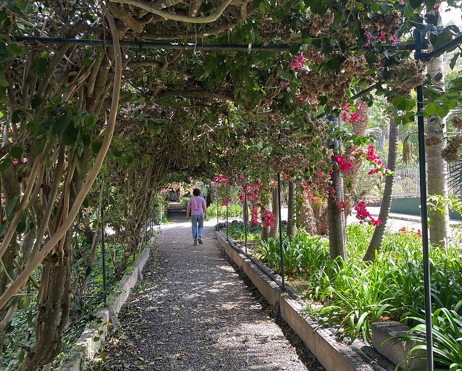 La larga pérgola con su preciosa buganvilla en el Jardín de la Marquesa de Arucas