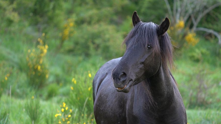 Caballo Pottoka