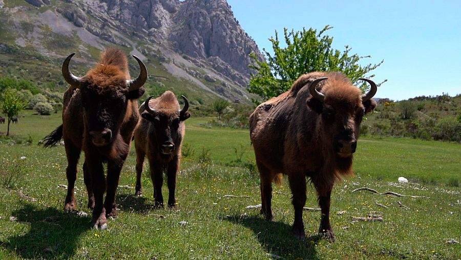 Bisontes Europeos en el Valle de Anciles