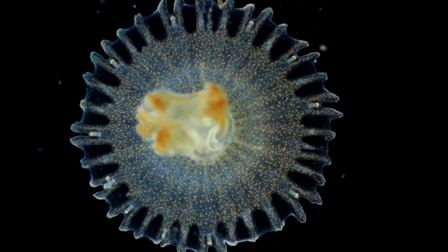 Imagen de una medusa, que a pesar de no tener cerebro es capaz de dormir.