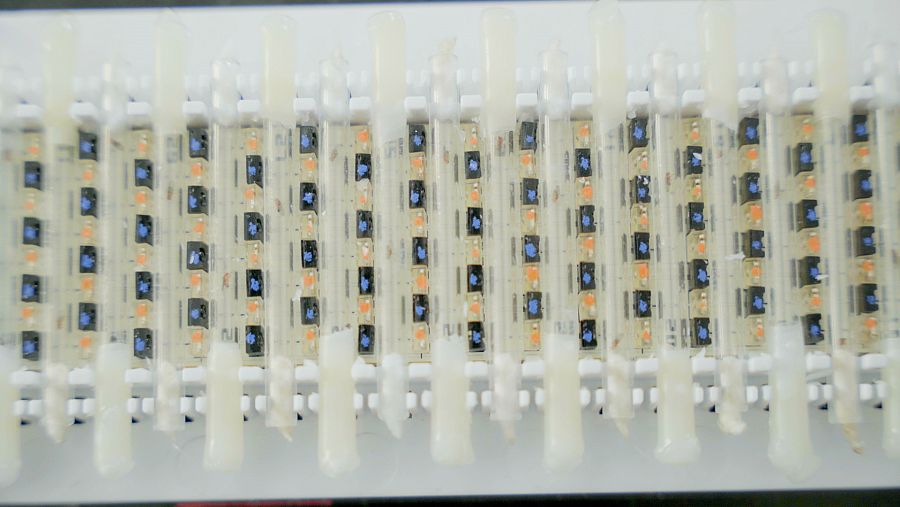 Monitor de control de movimiento de las moscas de la fruta