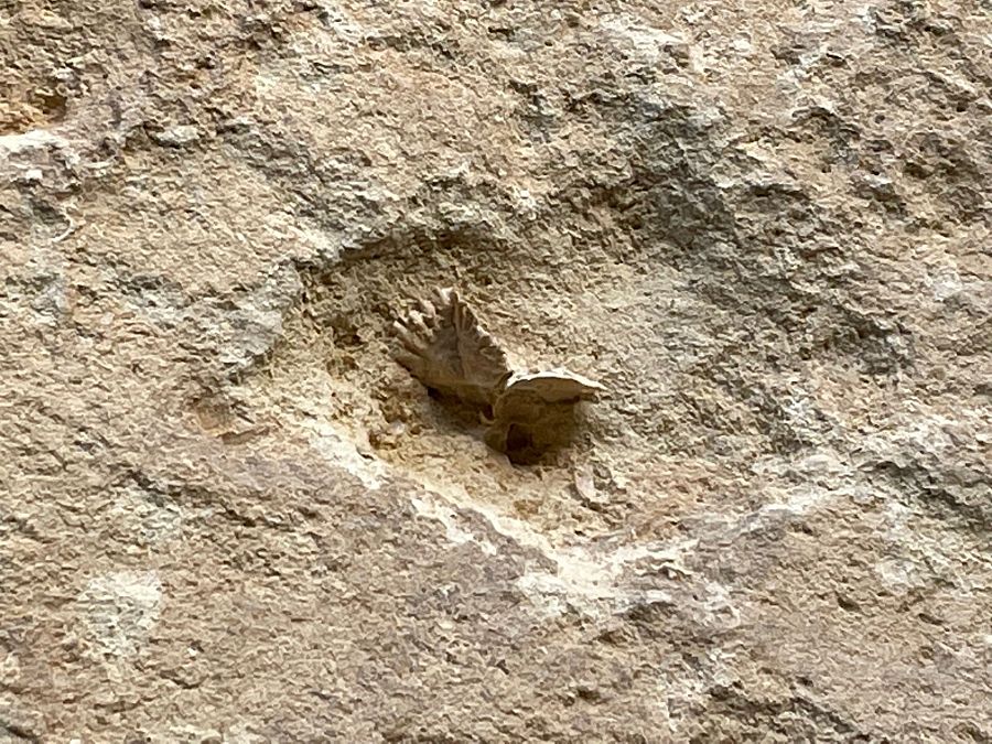 En s'Hostal se descubren fácilmente los fósiles en las paredes de marés