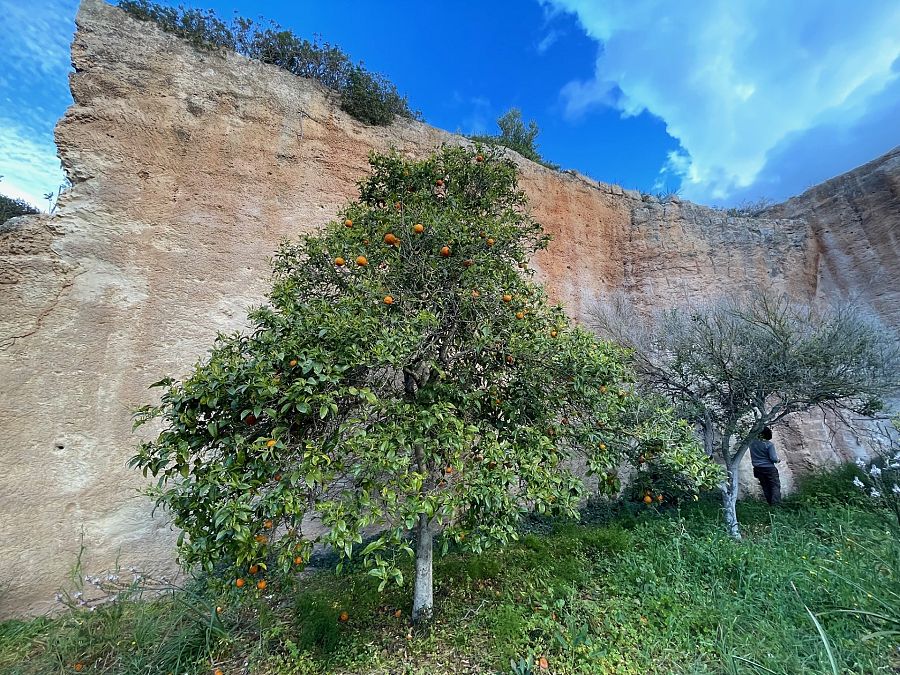 Naranjos y otros frutales: los trabajadores de la cantera los plantaron para saciar su sed