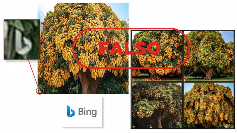 Composición de imagen falsa que circula por redes junto con el resultado de la herramienta Bing Image Creator al insertar los términos ¿árbol cargado de mangos amarillos¿, con el sello Falso de VerificaRTVE en rojo