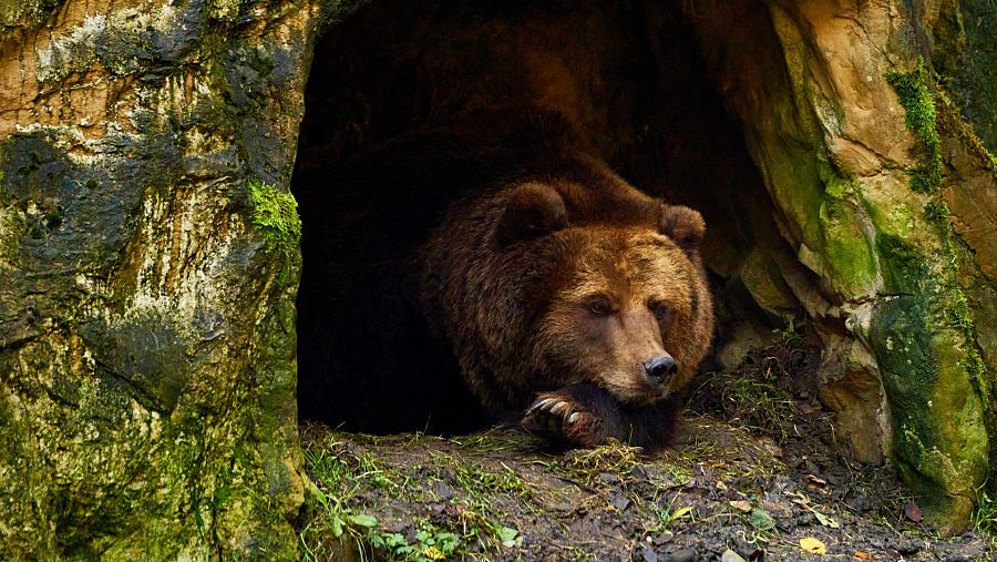 Ejemplar de un oso hibernando