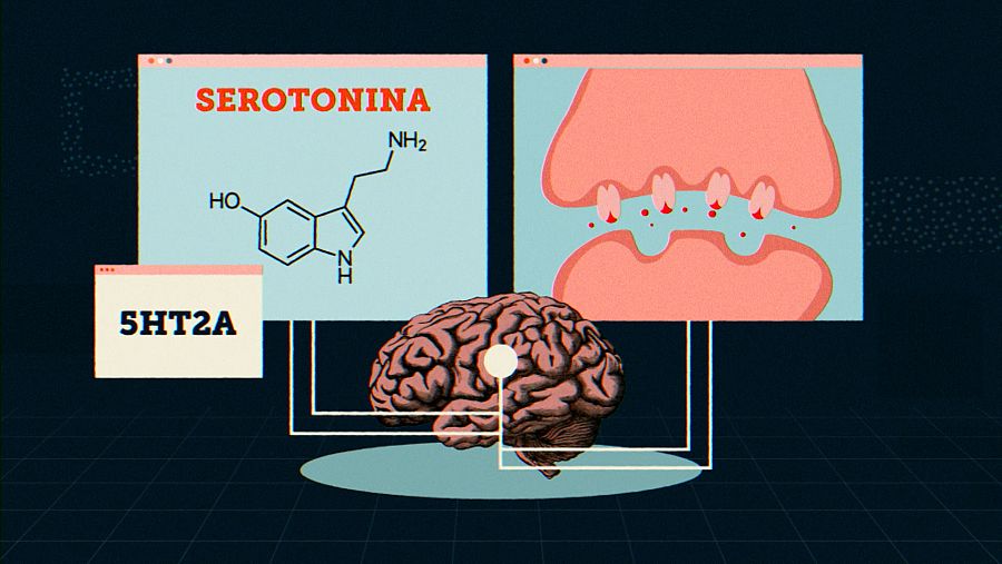 Frame alucionógenos El Cazador de Cerebros