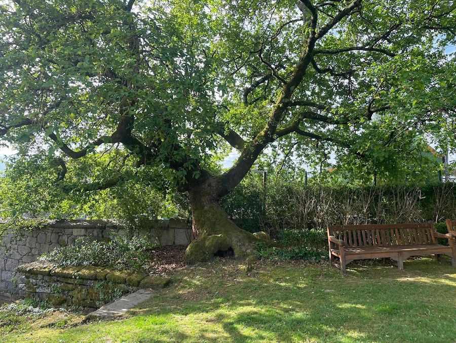 El precioso carballo, con 600 años de edad, que en su momento se salvó gracias a un tratamiento fitosanitario